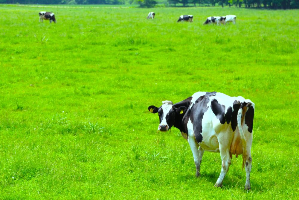 Koiwai Farm: A Guide to Iwate’s Historic Farm