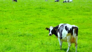 Koiwai Farm: A Guide to Iwate’s Historic Farm