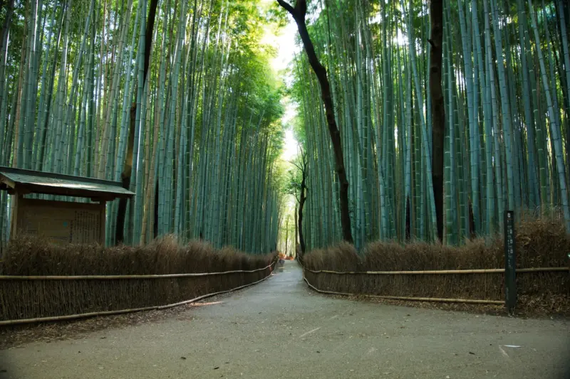 Bamboo Grove