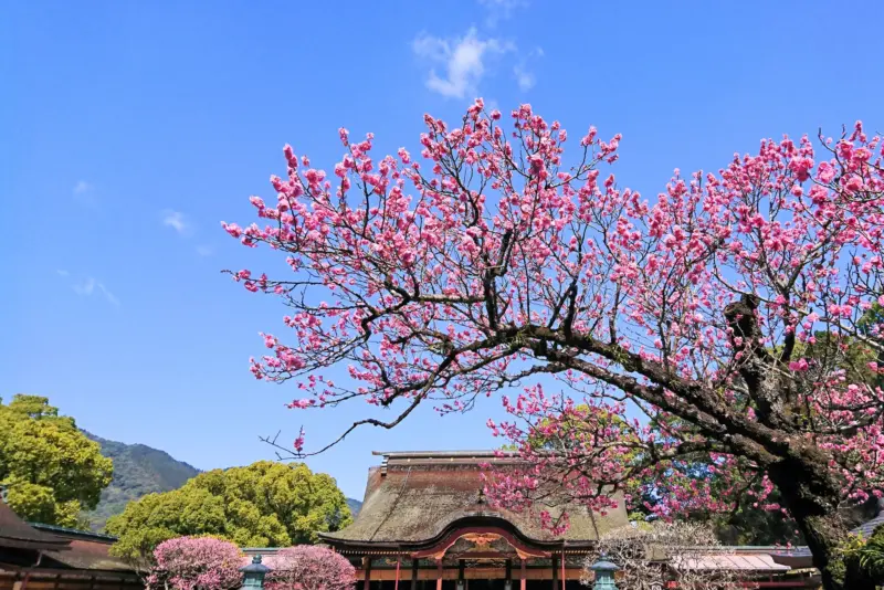 The main hall of Dazaifu Tenmangu Shrine surrounded by greenery