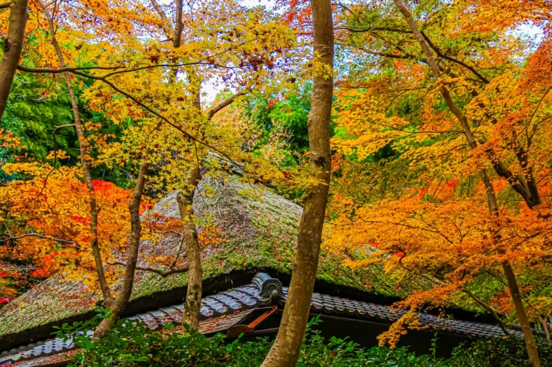 Giōji Temple moss garden in Kyoto