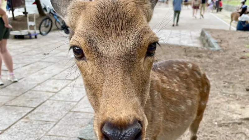 Nara Park Deer