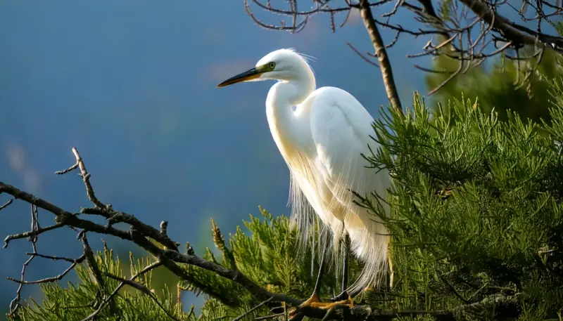 White Heron