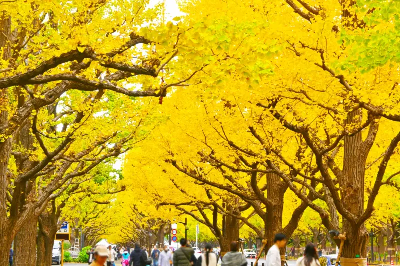 Inner Garden of Meiji Shrine