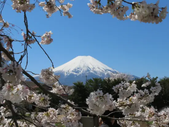 sakura japan