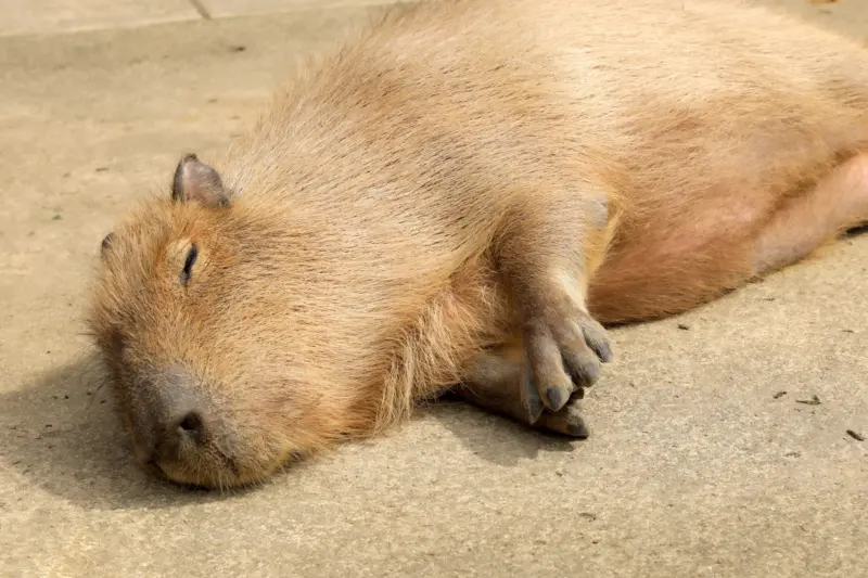 Visitors interacting with capybaras at Nagasaki Bio Park.