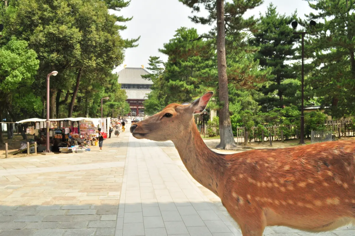 Todai-ji Temple with visitors walking towards its entrance.