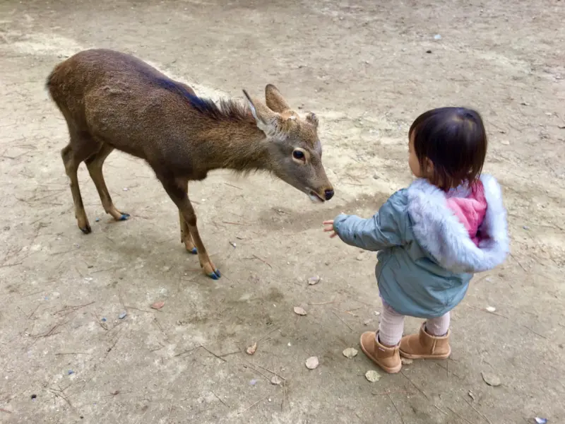 Visitor feeding a Nara Park deer with deer crackers