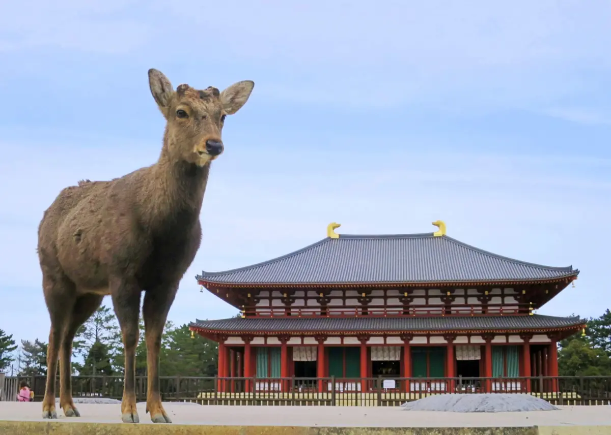 Deer in front of the Central Golden Hall at Nara Kofukuji Temple





