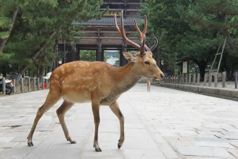 Deer in Nara Park