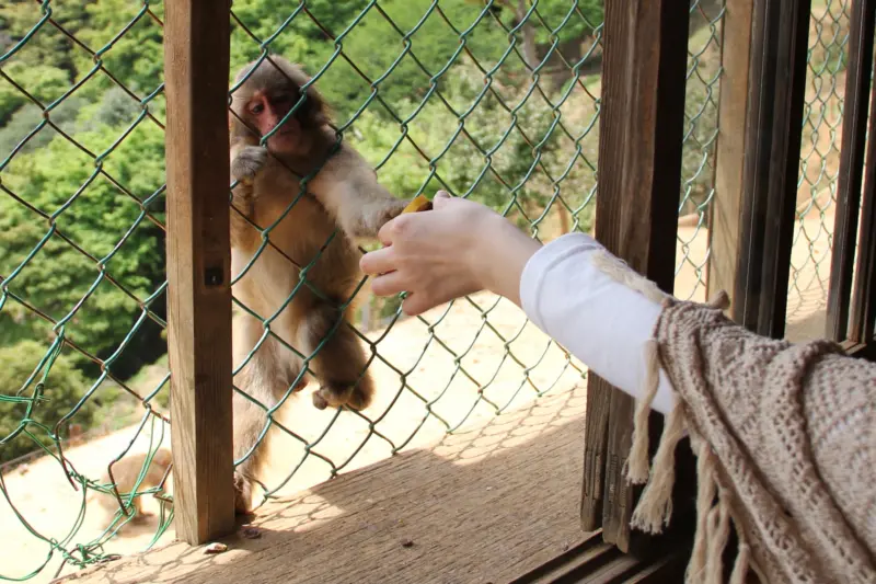 Iwatayama Monkey Park with view over Kyoto