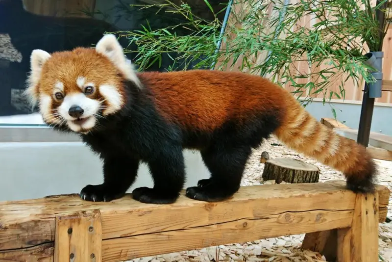 A red panda climbing a tree in its enclosure