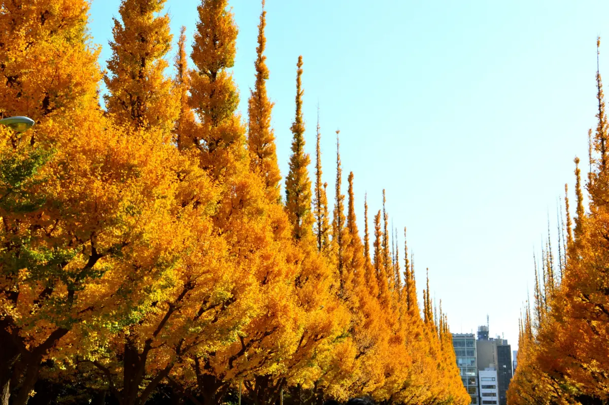 The iconic ginkgo avenue at Meiji Jingu Gaien