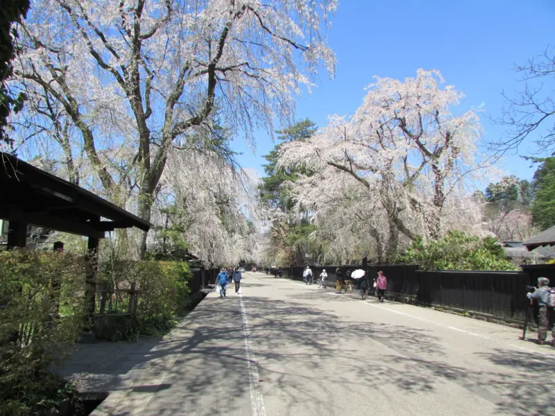 Traditional wooden samurai houses in Kakunodate surrounded by cherry blossoms