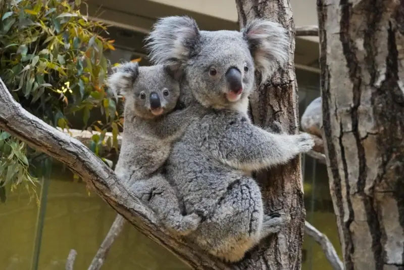 A koala munching on eucalyptus leaves in its enclosure