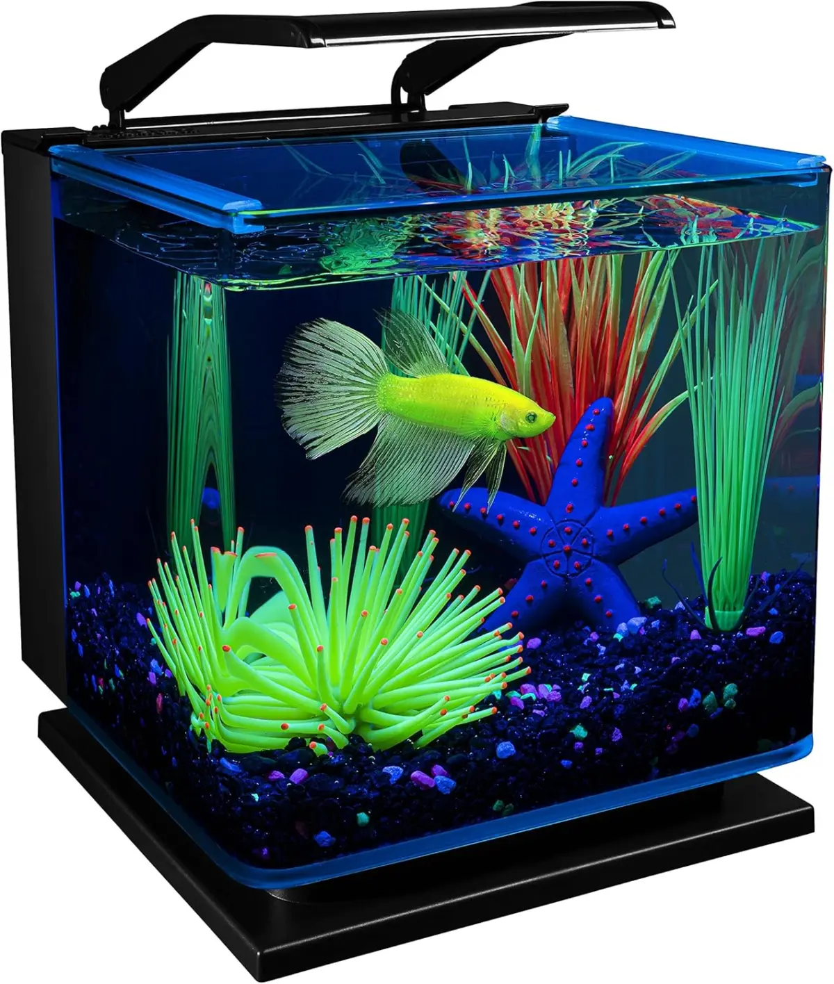 Aquarium Kit