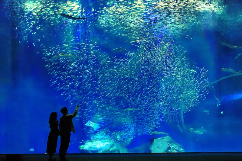  Aqua World Ibaraki Prefectural Oarai Aquarium (Ibaraki)