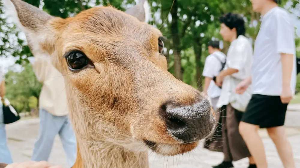A friendly Nara Park deer standing near visitors with a temple in the background.