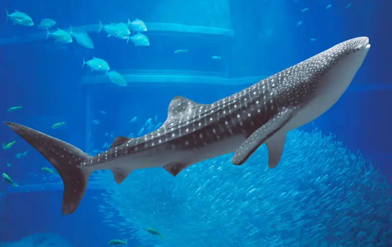 Main tank at Osaka Aquarium Kaiyukan featuring a whale shark