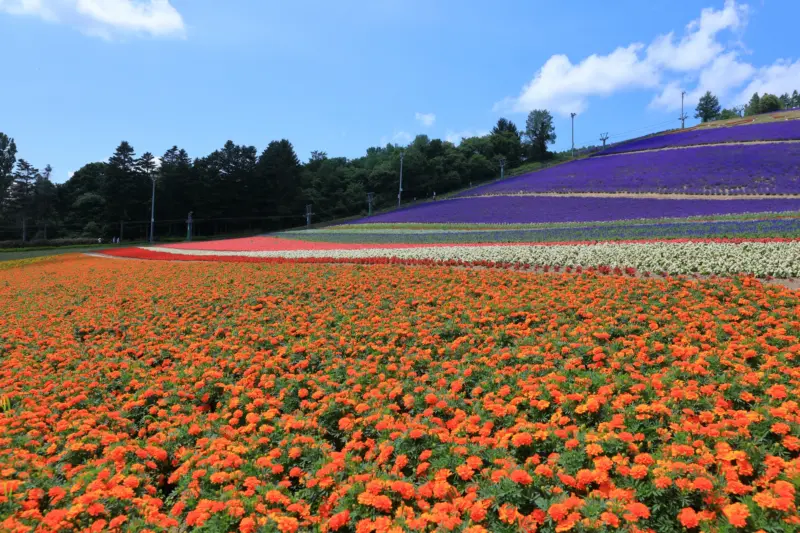 Lavender fields in Furano during summer, hokkaido