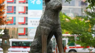 hachiko statue in shibuya