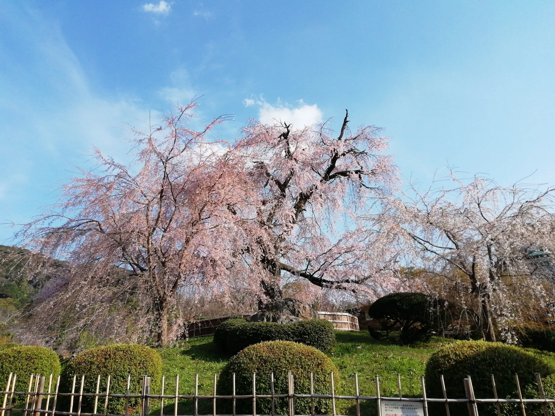 Cherry blossoms in full bloom at Maruyama Park