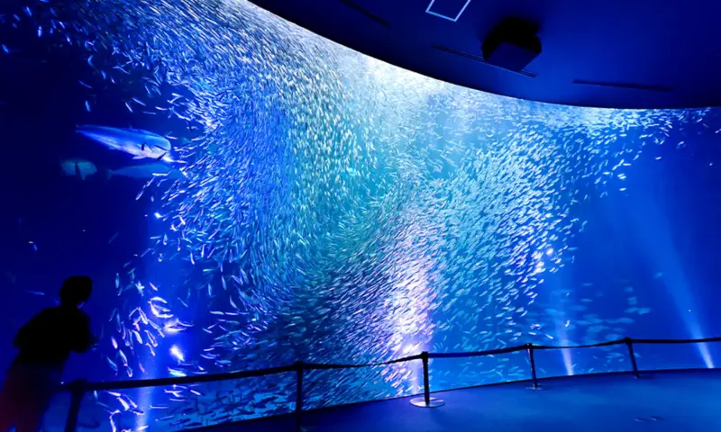  A dolphin performing at Nagoya Port Aquarium