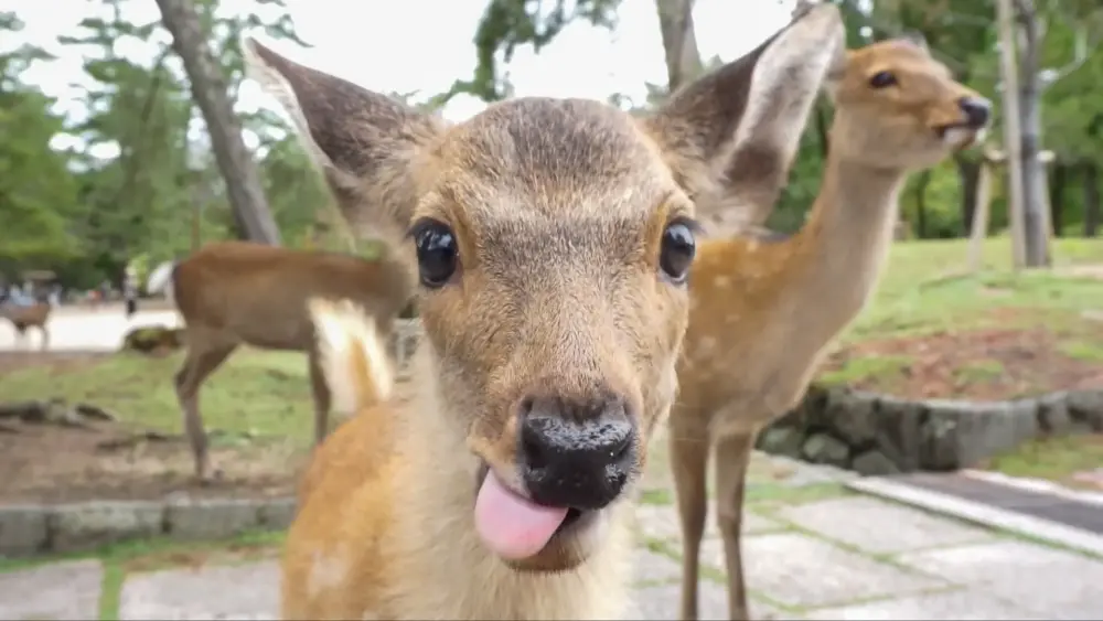 A close-up photo of a friendly deer in Nara Park, one of the best photo spots in Nara.