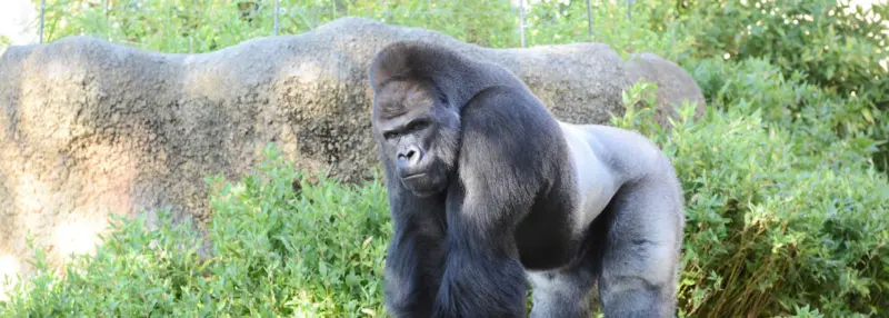 Shabani the gorilla posing majestically in his enclosure