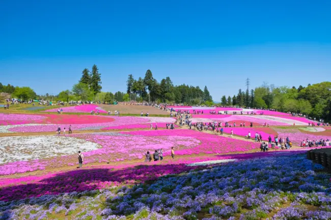 The stunning Shibazakura fields of Hitsujiyama Park in Chichibu.