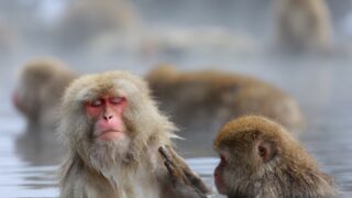 Top 9 Things to Do in Nagano, JAPAN