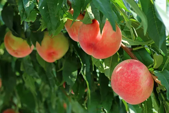 fukushima peach