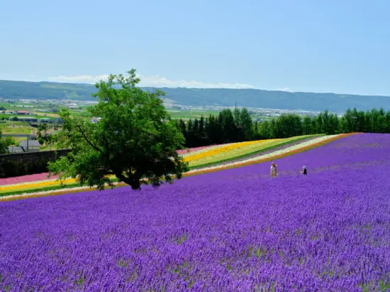 The vibrant lavender fields of Furano, a symbol of Hokkaido’s summer beauty.