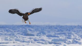 Drift ice floating near Shiretoko Cape in winter, a unique feature of this UNESCO World Heritage Site