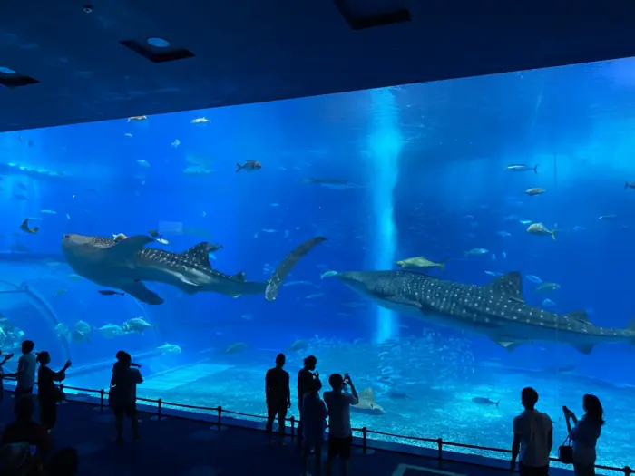 A massive tank with whale sharks and manta rays at Churaumi Aquarium in Okinawa.