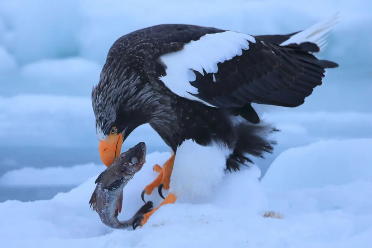 A Steller’s sea eagle perched on drift ice near Shiretoko, capturing a fish during winter.