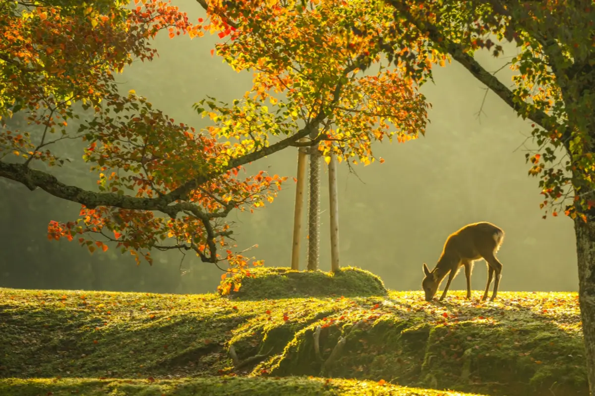 nara deer