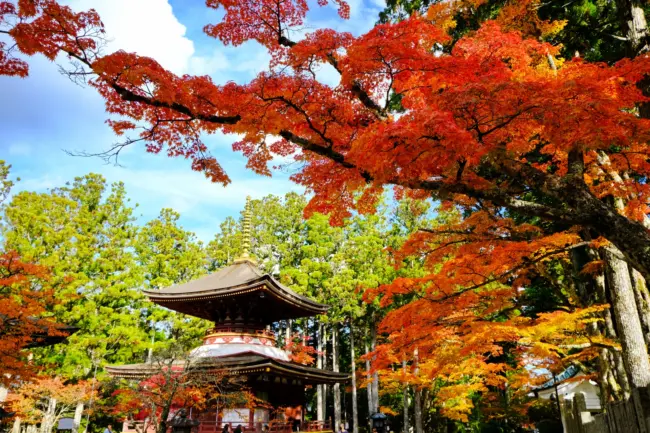 A serene view of Mount Koya's temples and the illuminated Okunoin Cemetery in Wakayama.