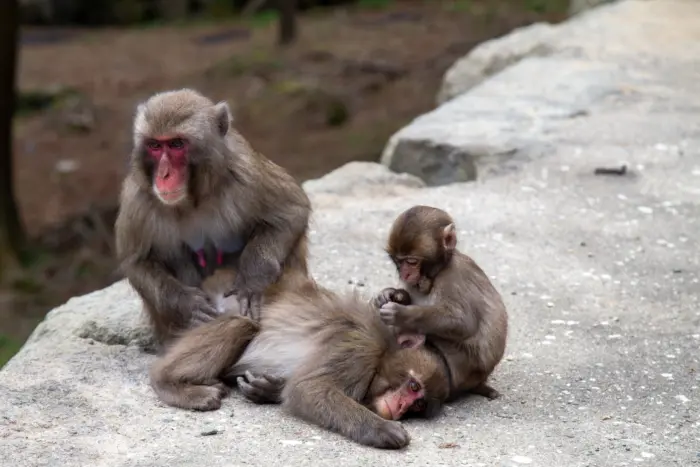 Wild Japanese macaques playing at Mount Takasaki Monkey Park in Oita Prefecture. 