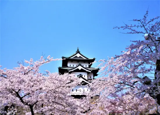 Hirosaki Castle surrounded by cherry blossoms, a hallmark of Aomori’s spring.