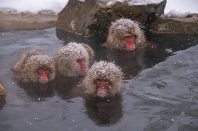 Snow monkeys soaking in hot springs at Jigokudani Monkey Park, surrounded by winter scenery.