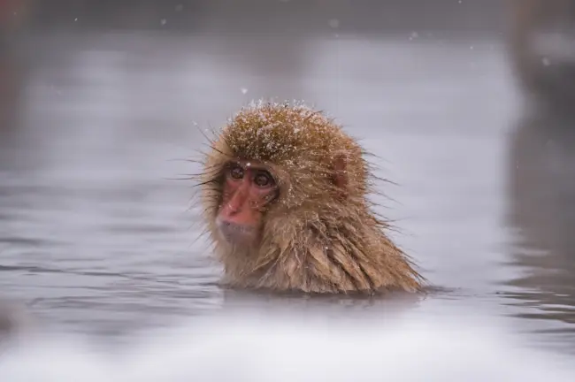 Snow monkeys soaking in hot springs at Jigokudani Monkey Park, surrounded by winter scenery.