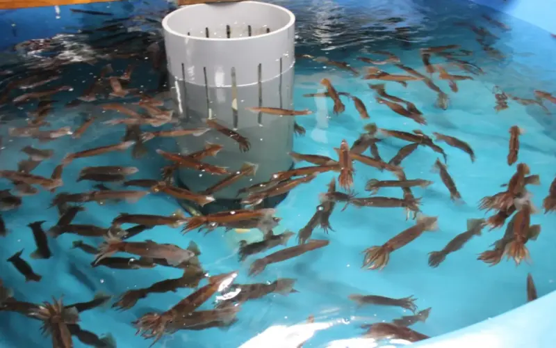 A large group of squid swimming in a water tank at a market