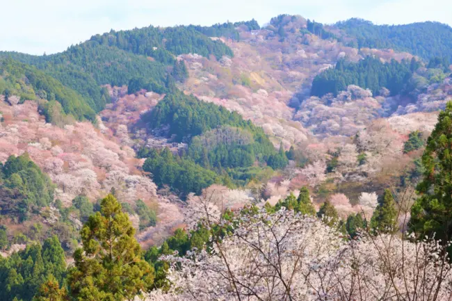 The breathtaking cherry blossoms covering Mount Yoshino in spring.