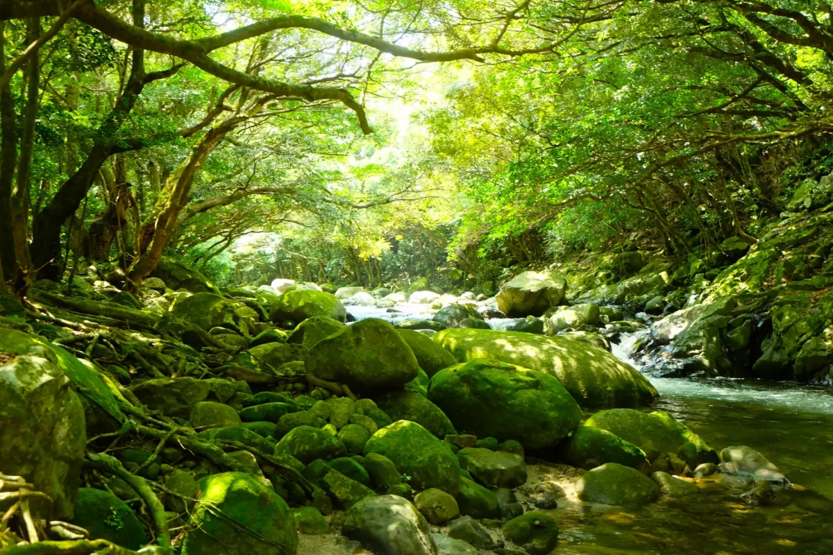 A dense forest on Yakushima Island with towering cedar trees.