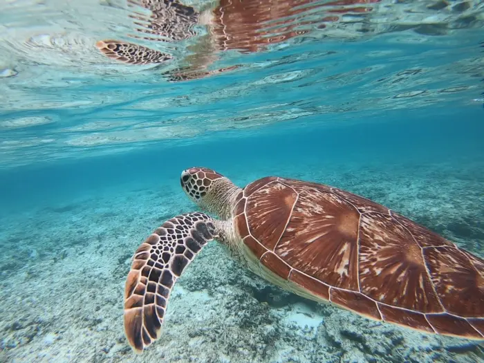 Emerald-green waters of Kabira Bay on Ishigaki Island, perfect for glass-bottom boat tours.