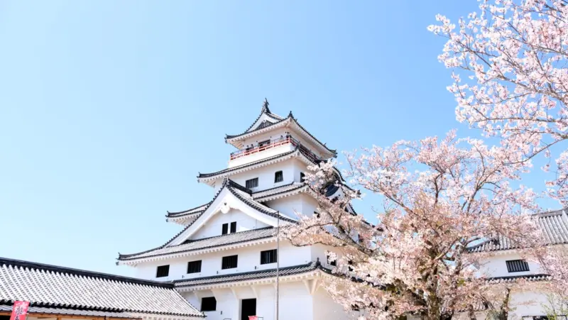 Cherry blossoms in full bloom around Karatsu Castle in spring.