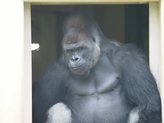 The Higashiyama Zoo and Sky Tower, a family-friendly attraction in Nagoya.