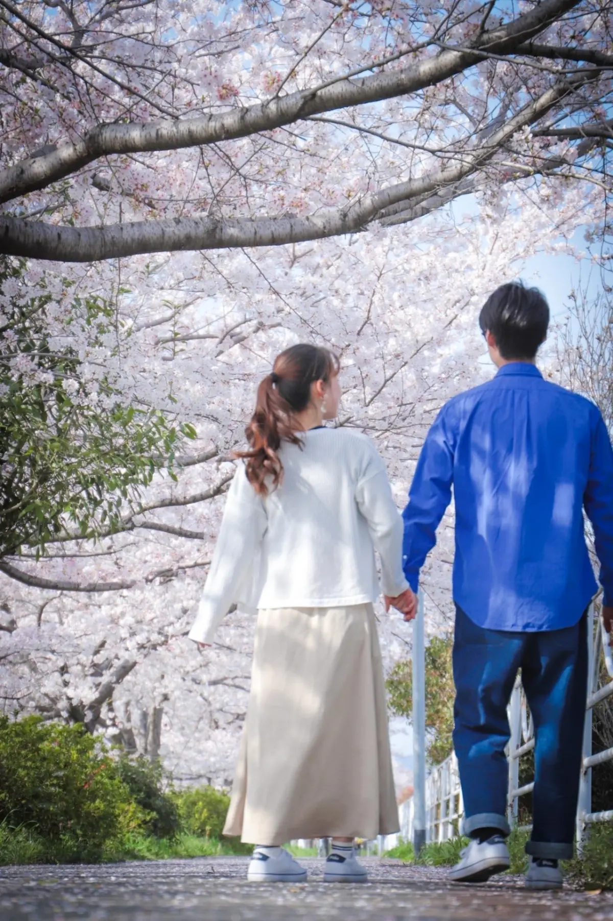 Man and woman walking under cherry blossoms in spring attire, enjoying Japan's seasonal weather.