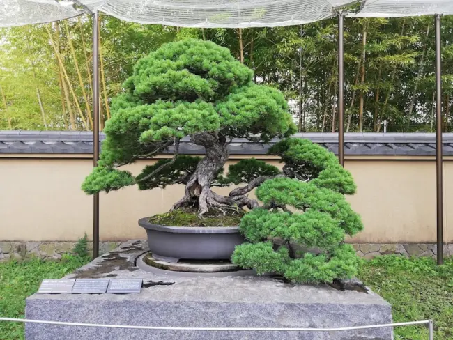 Omiya Bonsai Village, a serene destination for lovers of Japanese bonsai art.